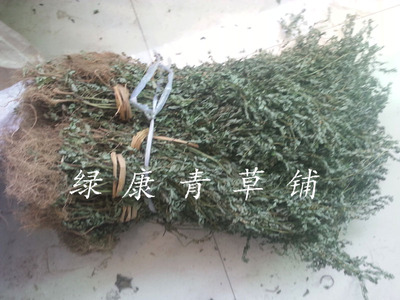 2014新货中草药野生叶下珠珍珠草龙珠草 护肝养肝茶去疳积黄疸